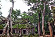 Giant Ficus Angkor Wat