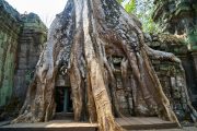 Giant Ficus Angkor Wat